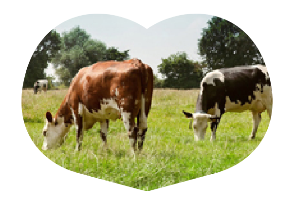 vaches
